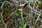 Ophrys lapethica